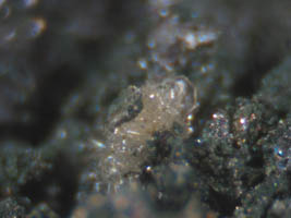 drugmanite-photo & coll JDV